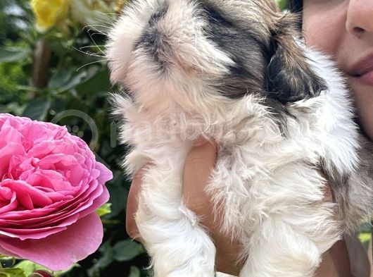 Shih Tzu Sevimli Yavrular görsel