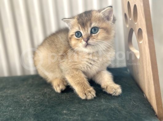 Bri̇ti̇sh Golden Bebekler görsel