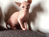Tüysüz Kedi Sfensk Yavrular Orjinal Garantili Uygun Bütçe