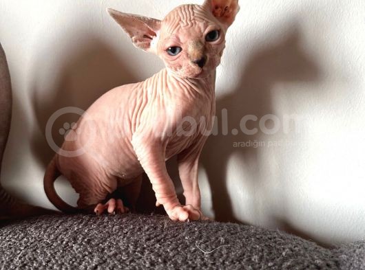Tüysüz Kedi Sfensk Yavrular Orjinal Garantili Uygun Bütçe görsel