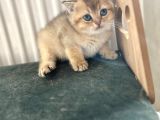 Bri̇ti̇sh Golden Bebekler