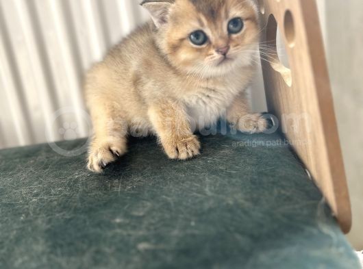 Bri̇ti̇sh Golden Bebekler görsel