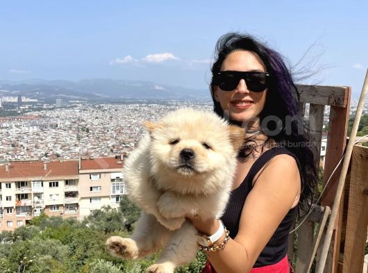 Chowchow Yavrularım Sağlık Ve Irk Garantilidir