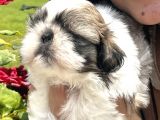 Shih Tzu Sevimli Yavrular
