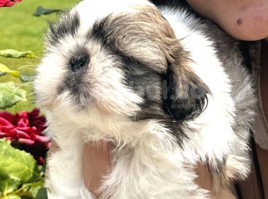 Shih Tzu Sevimli Yavrular görsel