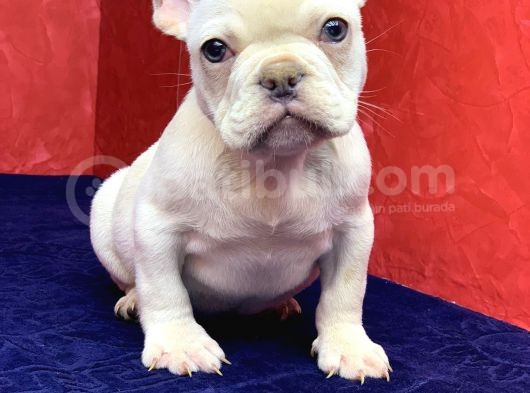 Muhteşem Güzelli̇kte French Bulldog Plati̇nyum Erkek Yavru görsel