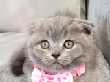 Scottish Fold Longhair Di̇şi̇ Yavrumuz