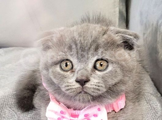 Scottish Fold Longhair Di̇şi̇ Yavrumuz görsel