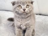 Scottish Fold Longhair DİŞİ Yavrumuz