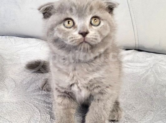 Scottish Fold Longhair Di̇şi̇ Yavrumuz