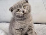 Scottish Fold Longhair Di̇şi̇ Yavrumuz