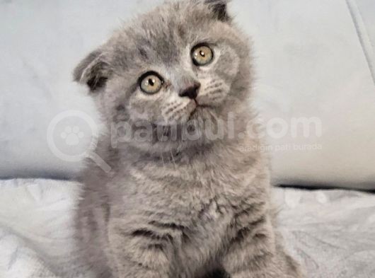 Scottish Fold Longhair Di̇şi̇ Yavrumuz görsel