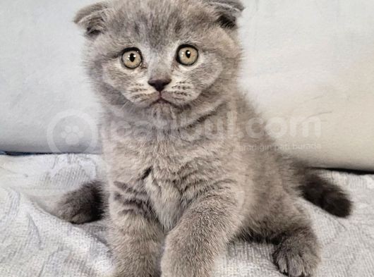 Scottish Fold Longhair Di̇şi̇ Yavrumuz görsel