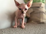 Tüysüz Kedi Sfensk Yavrular Orjinal Garantili Uygun Bütçe