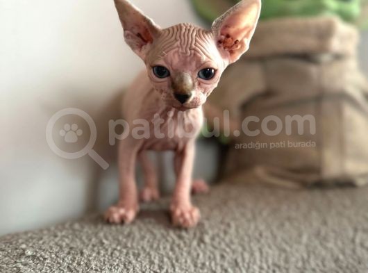 Tüysüz Kedi Sfensk Yavrular Orjinal Garantili Uygun Bütçe görsel