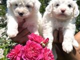 Maltese terrier yavruları