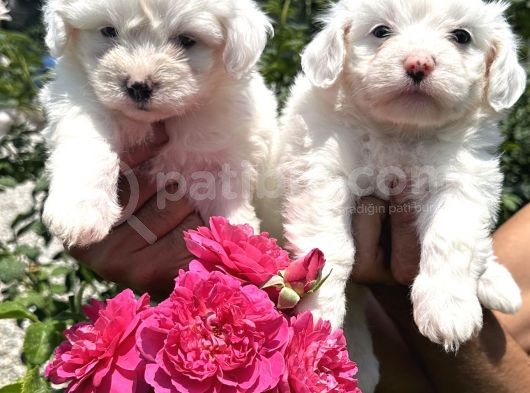 Maltese Terrier Yavruları