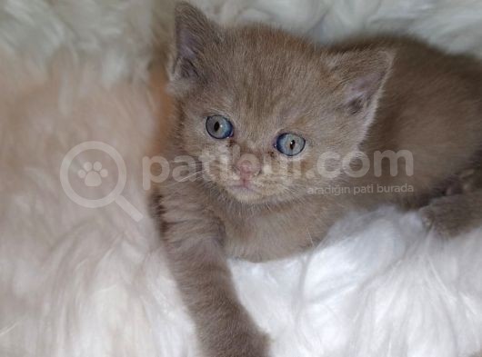 British Shorthair görsel