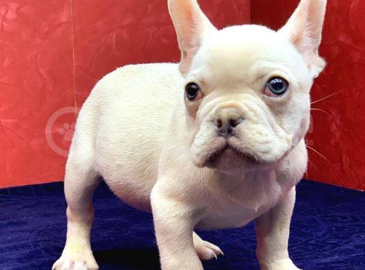Muhteşem Güzelli̇kte French Bulldog Plati̇nyum Erkek Yavru görsel