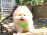 KARBEYAZ ERKEK POMERANİAN BOO