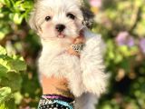 Teacup Morkie Oglumuz