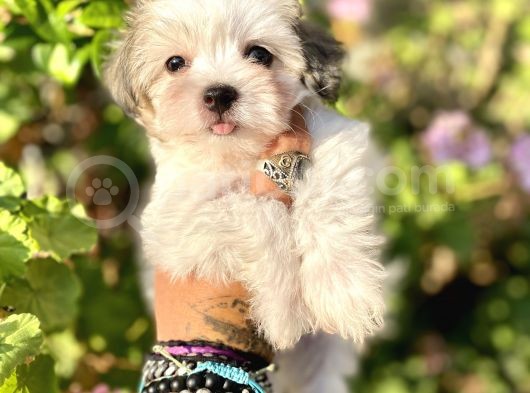 Teacup Morkie Oglumuz görsel