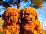 Toypoodle Sevimli Yavrular