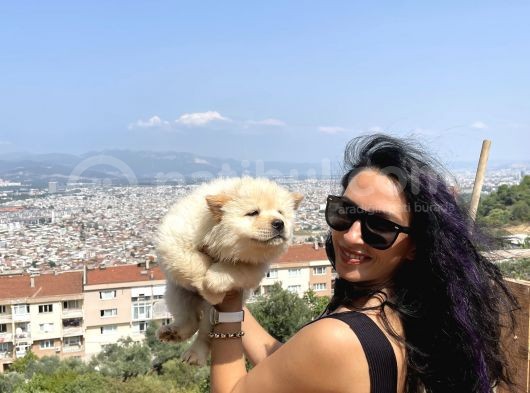 Chowchow Yavrularım Sağlık Ve Irk Garantilidir görsel