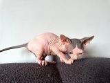 Tüysüz Kedi Sfensk Yavrular Orjinal Garantili Uygun Bütçe