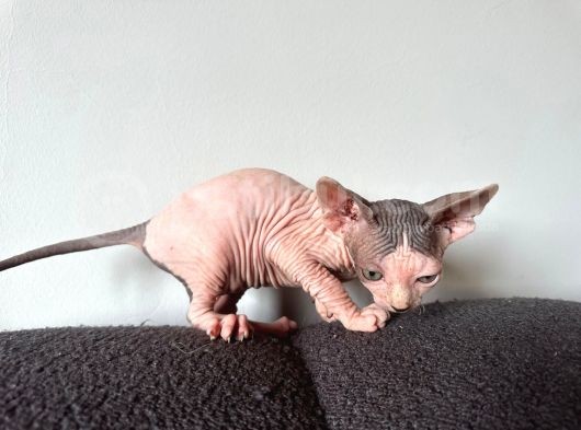 Tüysüz Kedi Sfensk Yavrular Orjinal Garantili Uygun Bütçe görsel