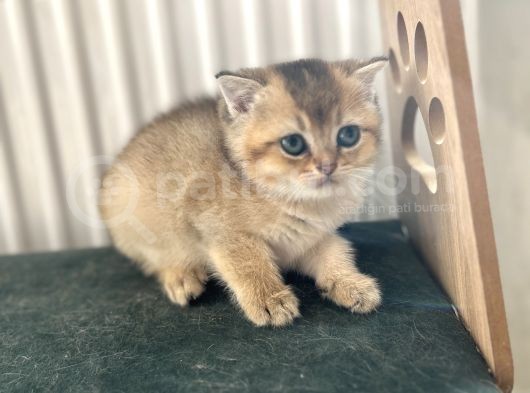 Bri̇ti̇sh Golden Bebekler görsel
