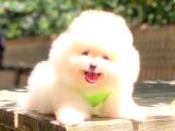 Karbeyaz Erkek Pomerani̇an Boo