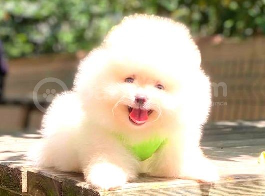 Karbeyaz Erkek Pomerani̇an Boo görsel