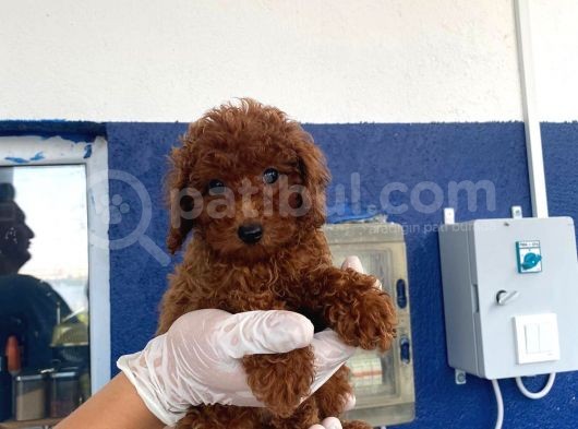 Safkan Redbrown Toy Poodle