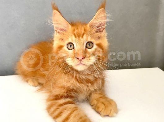 Mainecoon Red Erkek 2 Aylık görsel