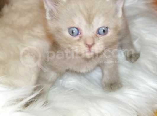 British Shorthair görsel
