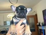 FRENCH BULLDOG BEBEKLER