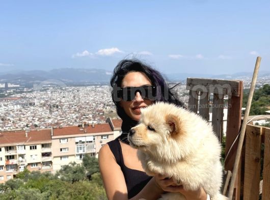 Chowchow Yavrularım Sağlık Ve Irk Garantilidir görsel
