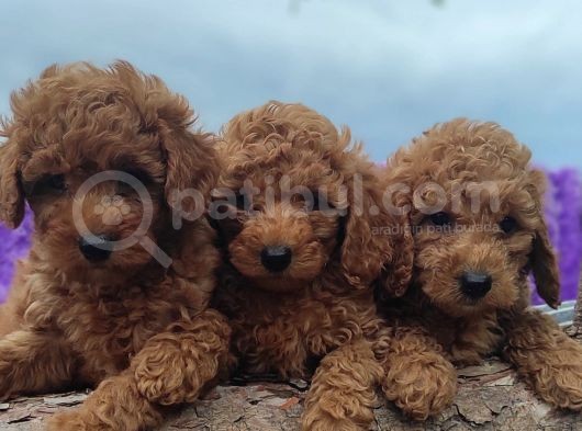 Poodle  Yavrular görsel