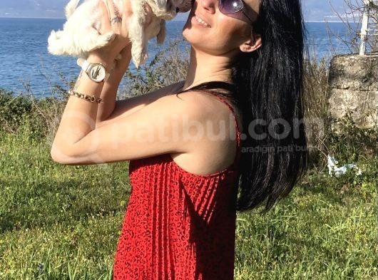 Maltese Yavrularım Sağlık Ve Irk Garantilidir görsel
