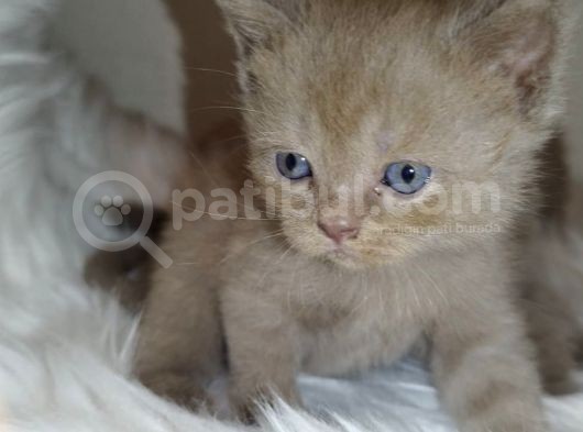 British Shorthair görsel