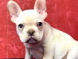 MUHTEŞEM GÜZELLİKTE FRENCH BULLDOG PLATİNYUM ERKEK YAVRU