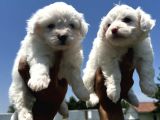 Maltese Terrier Yavruları