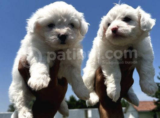 Maltese Terrier Yavruları görsel