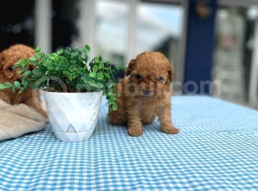Teacup Orjinal Malti̇poo görsel