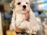 Teacup Morkie Oglumuz