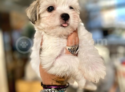Teacup Morkie Oglumuz görsel
