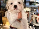 Teacup Morkie Oglumuz