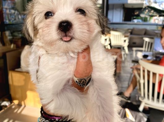 Teacup Morkie Oglumuz görsel
