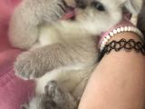 Safkan Top Kafa Scottish Fold Blue Point